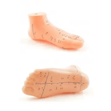 Akupunktur Eğitim Ayak Maketi Anatomik Refleksoloji Nokta Gösterim Modeli Eğitim Maketi